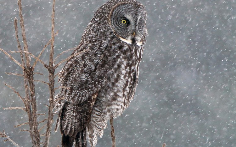 сова, снег, дерево, зима, птица, бородатая неясыть, неясыть, owl, snow, tree, winter, bird, great grey owl
