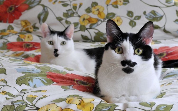 кошки, одеяло, мордочки, чёрно-белые, необычный окрас, cats, blanket, faces, black and white, unusual color