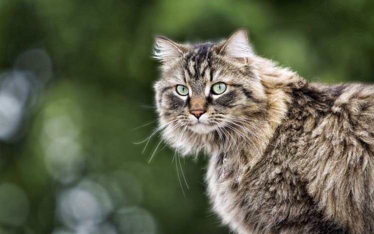 глаза, кот, кошка, взгляд, пушистый, серый, полосатый, eyes, cat, look, fluffy, grey, striped