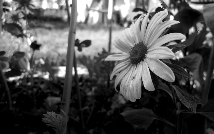 цветок, черно белый, лепестки, flower, black and white, petals