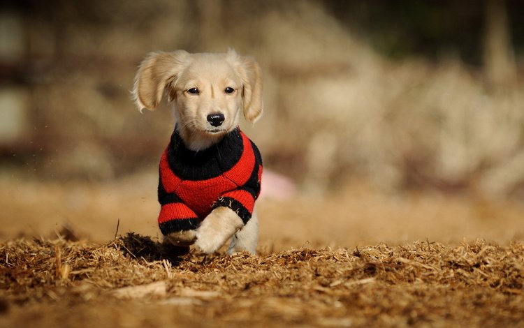 собака, щенок, такса, фон., в кофте.прогулка, dog, puppy, dachshund, background., in the sweater.walk