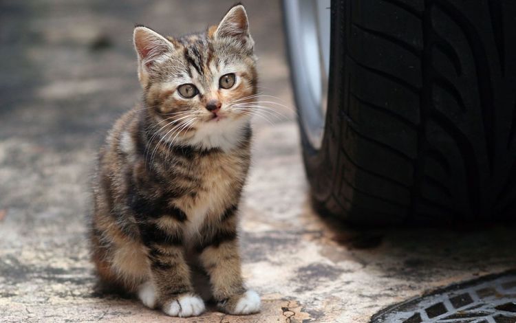 машина, кот, мордочка, кошка, взгляд, котенок, колесо, machine, cat, muzzle, look, kitty, wheel