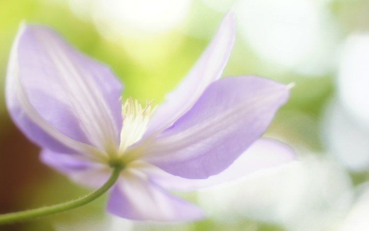 макро, цветок, лето, лепестки, macro, flower, summer, petals