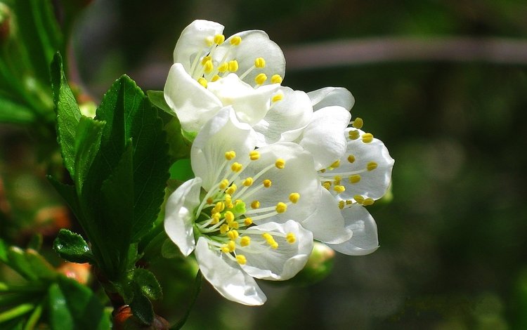 цветы, цветение, весна, вишня, белые, flowers, flowering, spring, cherry, white