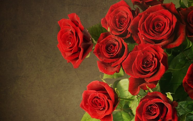 розы, красные, букет, roses, red, bouquet