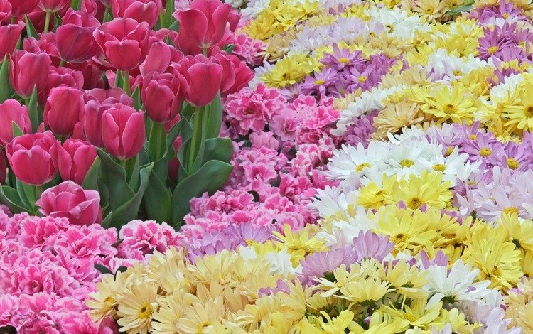цветы, весна, тюльпаны, розовые, красиво, хризантемы, разнообразие, flowers, spring, tulips, pink, beautiful, chrysanthemum, diversity