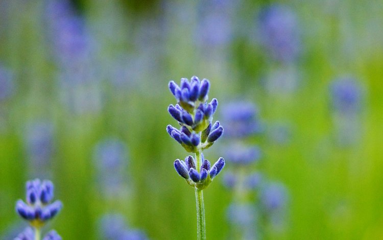 макро, поле, лаванда, размытость, синяя, macro, field, lavender, blur, blue