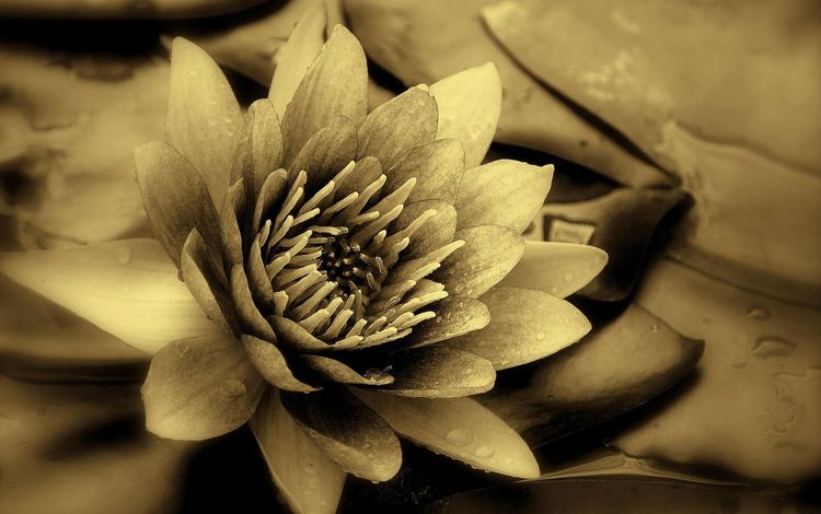 макро, фото, чёрно-белое, лилия, кувшинка, macro, photo, black and white, lily