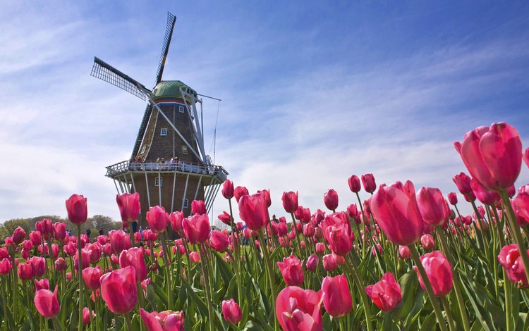 поле, лето, мельница, тюльпанов, голландия, field, summer, mill, tulips, holland
