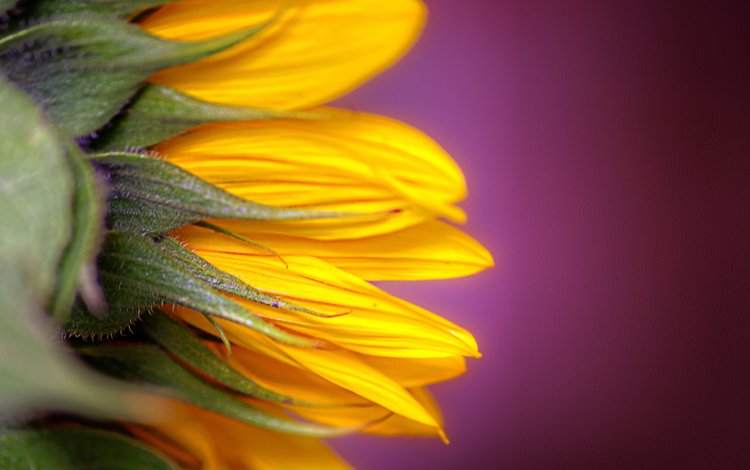 желтый, цветок, лепестки, подсолнух, fon, podsolnux, cvet, крупным планом, yellow, flower, petals, sunflower, closeup