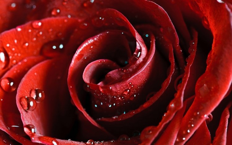 цветок, roza, krasnaya, роса, alaya, nezhnos, капли, леспестки, роза, лепестки, красная, алая, cvety, krasota, flower, rosa, drops, lepestki, rose, petals, red, scarlet