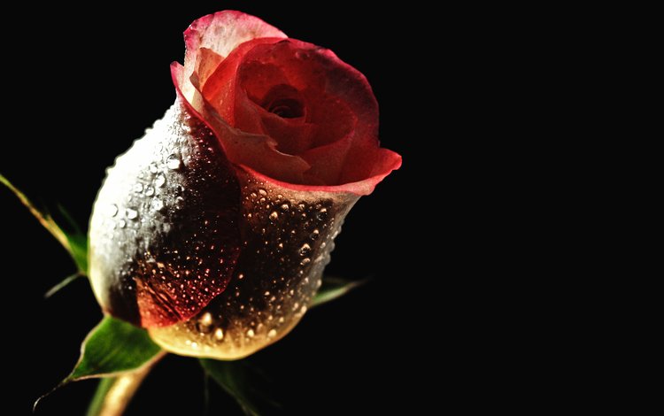 цветок, роса, капли, роза, бутон, черный фон, cvetok, kapli, roza, flower, rosa, drops, rose, bud, black background