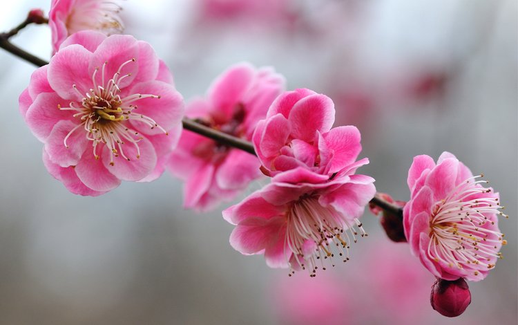 цветы, rozovye, vetka, ветка, yarkie, vetochk, цветение, леспестки, весна, розовый, вишня, сакура, cvety, butony, flowers, branch, flowering, lepestki, spring, pink, cherry, sakura