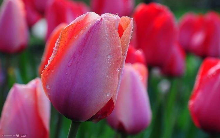 тюльпаны, cvety, kapli, tyulpany, tulips