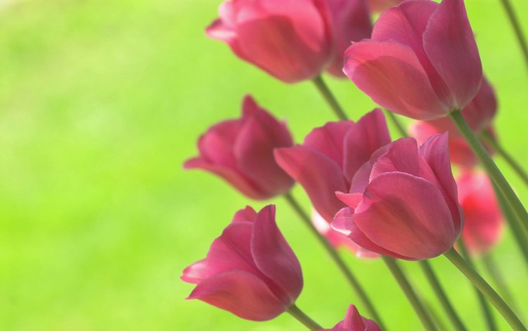 цветы, фон, ярко, весна, тюльпаны, салатовый, flowers, background, bright, spring, tulips, green