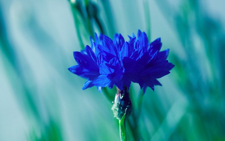 синий, размытость, василек, blue, blur, cornflower