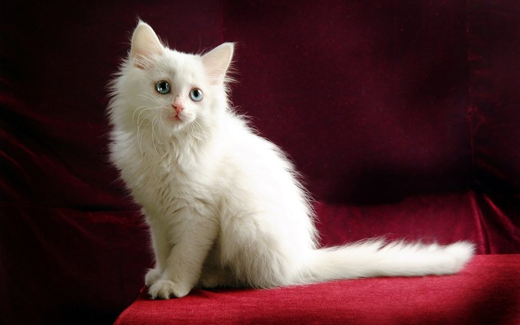глаза, кошка, взгляд, котенок, белый, голубые, ангорский котенок, ангорка, eyes, cat, look, kitty, white, blue, angora kitten, angora