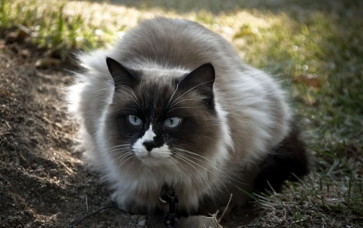 глаза, трава, кот, кошка, взгляд, пушистый, голубые, eyes, grass, cat, look, fluffy, blue