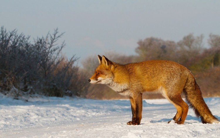 снег, зима, рыжая, лиса, лисица, охота, внимательность, snow, winter, red, fox, hunting, care
