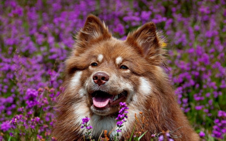 морда, цветы, собака, уши, язык, финский лаппхунд, face, flowers, dog, ears, language, finnish lapphund