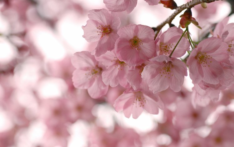 цветы, rozovye, леспестки, цветение, лепестки, весна, розовые, сакура, cvety, vesna, vetki, cvetenie, flowers, lepestki, flowering, petals, spring, pink, sakura