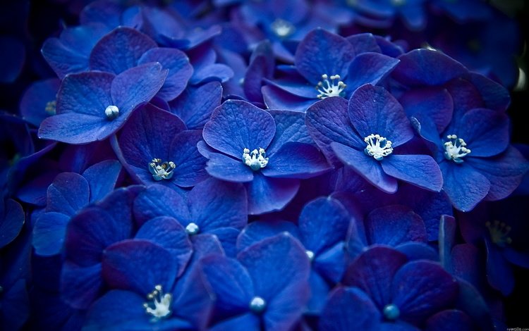 цветы, синий, лепестки, бутон, соцветие, гортензия, flowers, blue, petals, bud, inflorescence, hydrangea