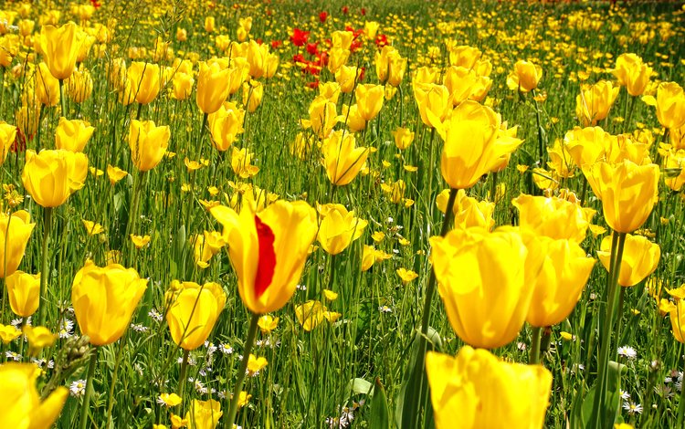 цветы, трава, желтый, фото, поле, весна, тюльпаны, flowers, grass, yellow, photo, field, spring, tulips