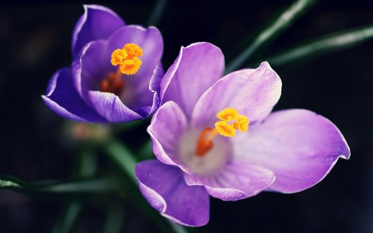 цветы, фиолетовый, крупный план, пыльца, крокус, cvety, vesna, makro, flowers, purple, close-up, pollen, krokus