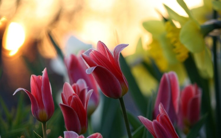 цветы, тюльпаны, крупный план, нарциссы, cvety, tyulpany, priroda, boke, розмытость, flowers, tulips, close-up, daffodils, razmytost