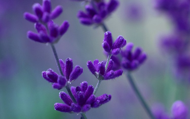 макро, лаванда, фиолетовый, сиреневый, macro, lavender, purple, lilac