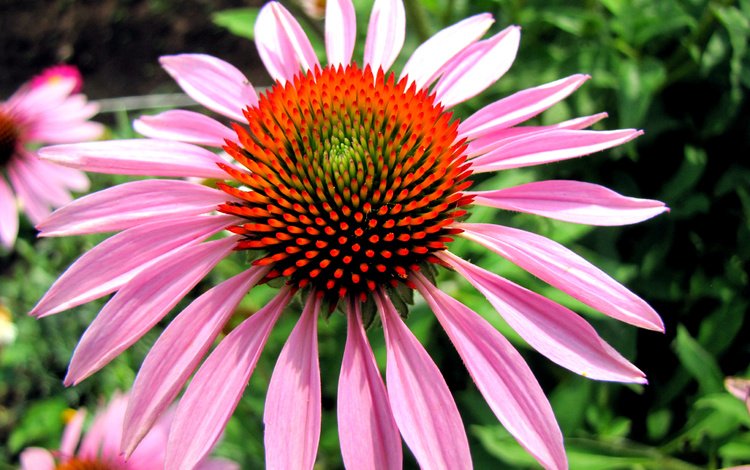 макро, цветок, лето, macro, flower, summer