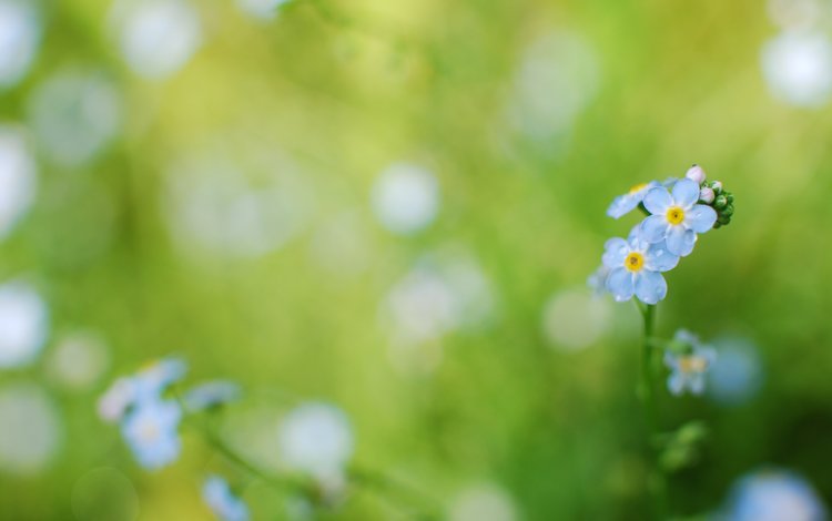 цветы, трава, незабудки, голубые, flowers, grass, forget-me-nots, blue