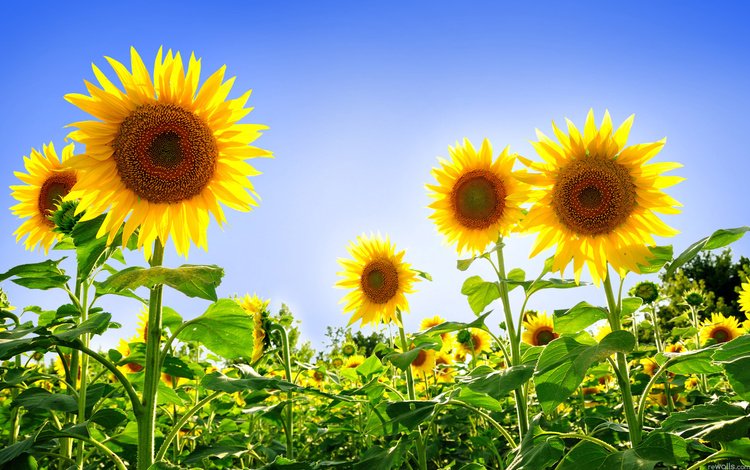 небо, поле, подсолнух, подсолнухи, желтые, podsolnuxi, леспестки, the sky, field, sunflower, sunflowers, yellow, lepestki