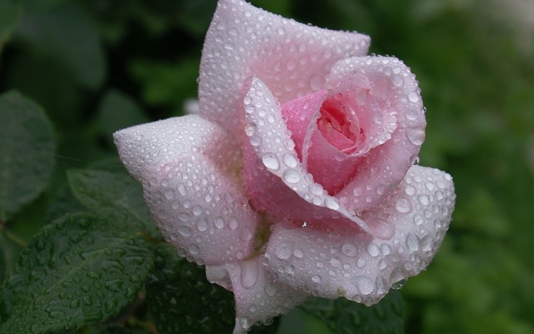 роза, росы, красива, waterdrops, цветком, пинк, rose, dew, beautiful, flower, pink