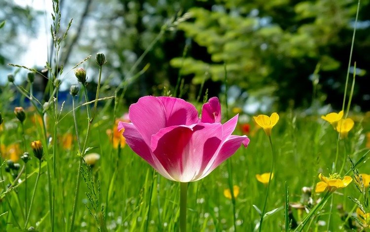 трава, природа, лес, фокус камеры, поляна, розовый, тюльпан, grass, nature, forest, the focus of the camera, glade, pink, tulip