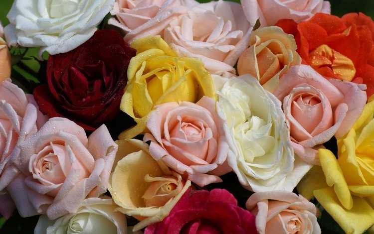 розы, букет, разные, roses, bouquet, different