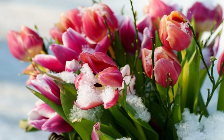 цветы, снег, весна, тюльпаны, flowers, snow, spring, tulips