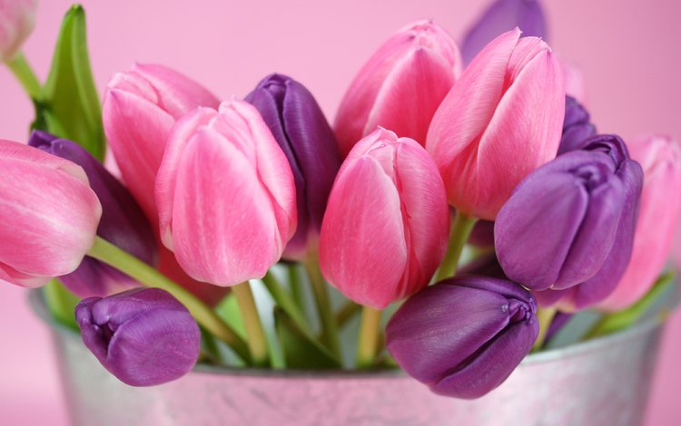 букет, тюльпаны, cvety, rozovyj, fioletovyj, tyulpany, butony, ведерко, bouquet, tulips, bucket