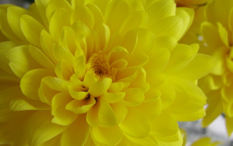 желтый, хризантема, yellow, chrysanthemum