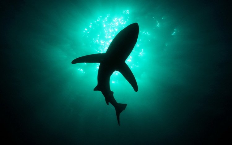 свет, глубина, акула, light, depth, shark