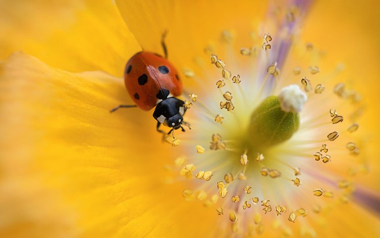 красивый цветок, божья коровка для рабочего стола, beautiful flower, ladybug for your desktop