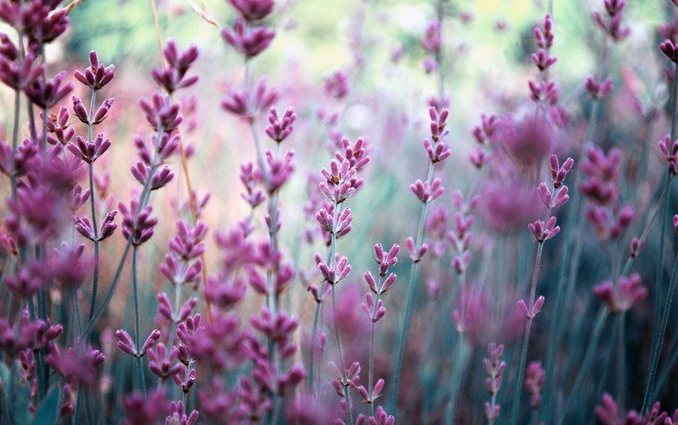 цветы, природа, поле, лаванда, размытость, сиреневые, flowers, nature, field, lavender, blur, lilac