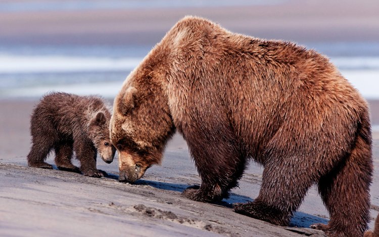 медведь, мишка, мама, медведи, сын, бурый медведь, бурые медведи, bear, mom, bears, son, brown bear, brown bears
