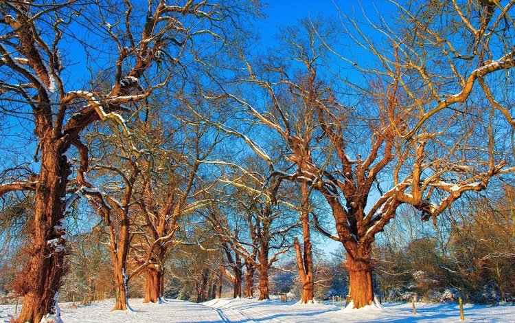 небо, дорога, деревья, снег, зима, ветки, the sky, road, trees, snow, winter, branches