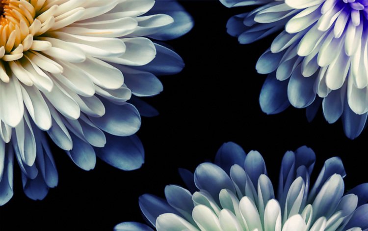 цветы, хризантемы, для рабочего стола, flowers, chrysanthemum, for your desktop