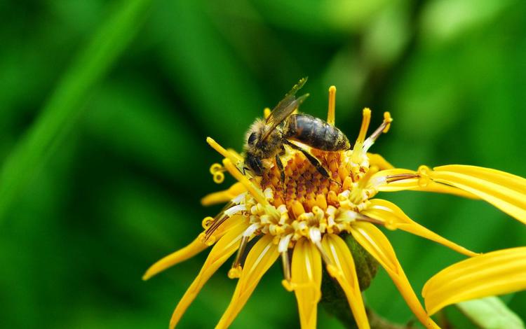 макро, насекомое, цветок, лето, пчела, macro, insect, flower, summer, bee
