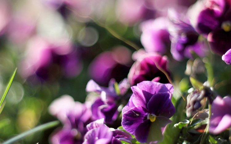 цветы, растения, анютины глазки, фиолетовые, фиалки, anyutiny, flowers, plants, pansy, purple, violet