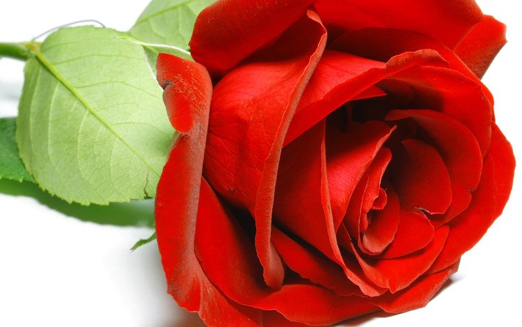 макро, фон, роза, лепестки, красная, белый, macro, background, rose, petals, red, white