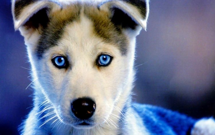 собака, щенок, хаски, голубые глаза, сибирский хаски, dog, puppy, husky, blue eyes, siberian husky