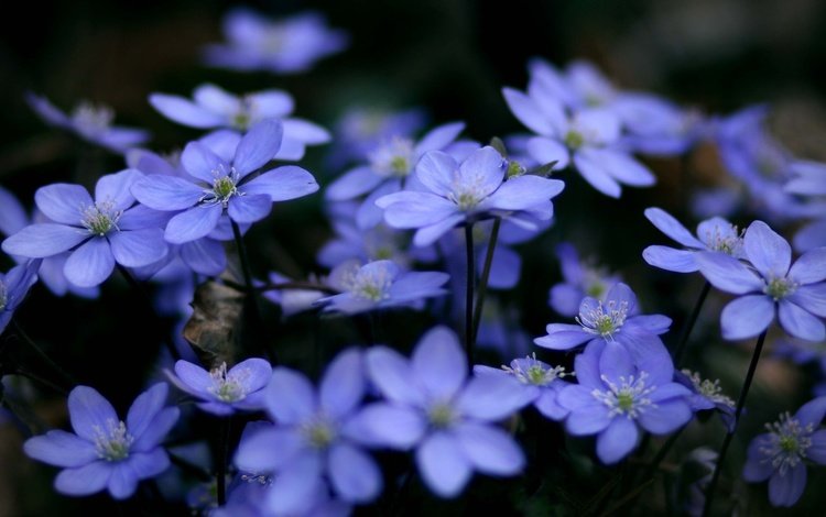 цветы, растения, макро, голубые, синие, cvety, makro, rasteniya, sinie, golubye, печёночница, flowers, plants, macro, blue, pechenocna